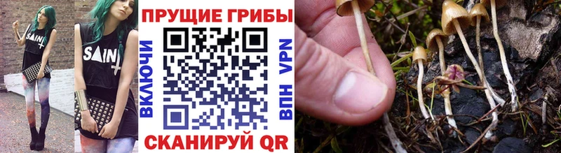 kraken зеркало  Куртамыш  Галлюциногенные грибы Cubensis 